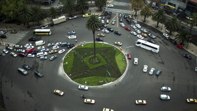 La iconica palmera ubicada en Paseo de la Reforma murió a causa de un hongo.
