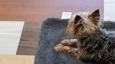 Kuquis fue sustraído de su casa en Héroes Tecámac