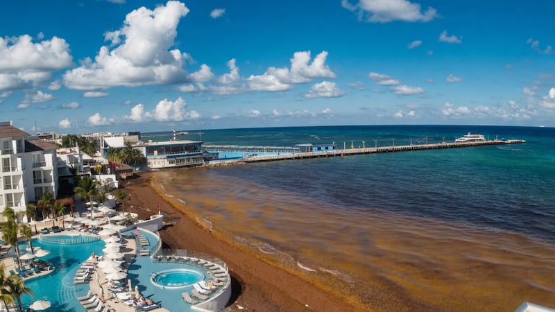Alertan por arribo masivo de sargazo a playas de QR; trabajan en contención del alga