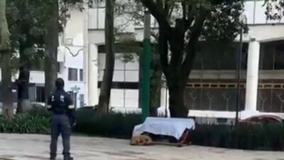 Una perrita identificada como 'La Güera' espera en una banca a su dueño que murió