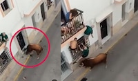 VIDEO: Hombre muere tras cornadas durante espectáculo con toros en España