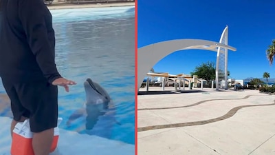 Muere ‘Moana’, un delfín del Delfinario Sonora; investigan la causa del deceso