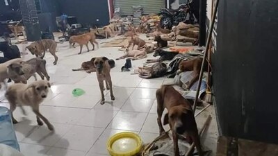 Rescataron a más de 200 perritos que corrían riesgo por las lluvias