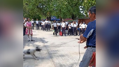 Los cachorros de la perrita no se han encontrado desde ese día
