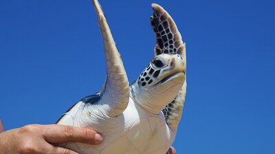 Las pruebas de laboratorio confirmaron que todas las víctimas habían comido carne de tortuga marina