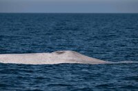 Captan ballena azul con albinismo en aguas de Baja California Sur: un “hito sin precedentes”