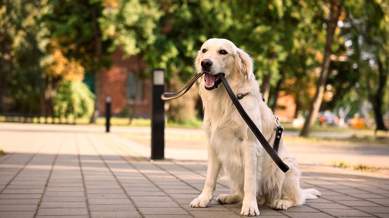 PAN propone elevar a 36 horas de arresto a quien pasee a su perro sin correa en la CDMX