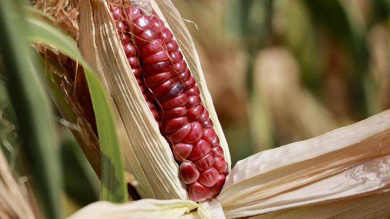 Diputados declaran constitucional reforma que prohíbe el maíz transgénico en México