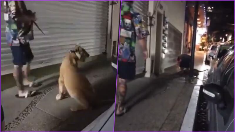 VIDEO: Pareja de extranjeros pasea a un león con correa por calles de Puerto Vallarta