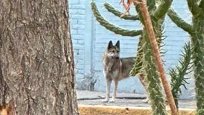 Desde el pasado fin de semana circuló la noticia acerca de que un lobo había escapado