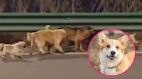VIDEO: Corgi lidera manada de perritos que escaparon de traficantes para regresar a casa