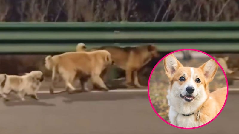 VIDEO: Corgi lidera manada de perritos que escaparon de traficantes para regresar a casa