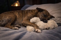 Adoptan al perrito que fue sorprendido intentando robar un peluche