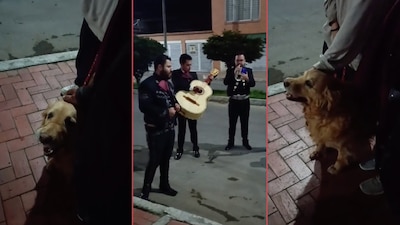 Cattaleya le llevaron serenata