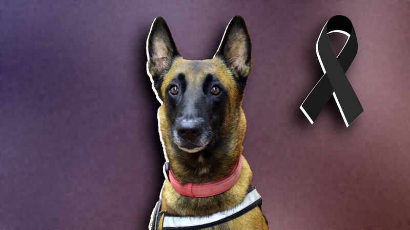 Muere ‘Rex’, perrito rescatista que salvó vidas en terremoto de 2017 en CDMX