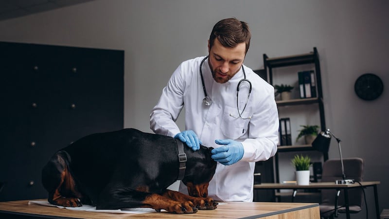 Perro doberman, primer caso de gusano barrenador en la CDMX; autoridades lo tienen en vigilancia