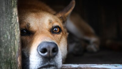 Un adolescente de Puebla habría agredido sexualmente a una perrita