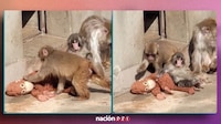 VIDEO: Punch defiende a ‘capa y espada’ a su peluche; evita que otro macaco se lo quite