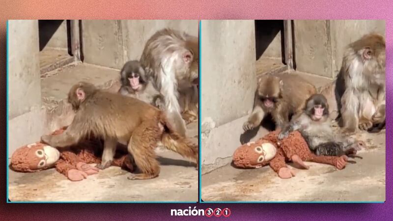 VIDEO: Punch defiende a ‘capa y espada’ a su peluche; evita que otro macaco se lo quite