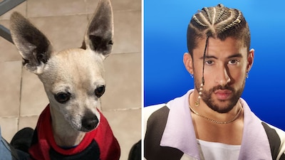 El dueño del perrito Charlie entregará un boleto del concierto de Bad Bunny a quien le regrese a su mascota.