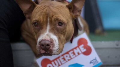 Te decimos qué necesitas si quieres adoptar un perrito de estos