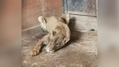 Al supuesto dueño le faltaba documentación que acreditara la legal procedencia