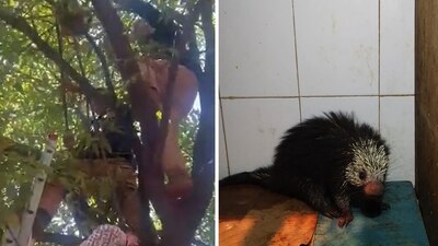 Elementos de la Brigada llegaron a la copa del árbol para auxiliar al animalito