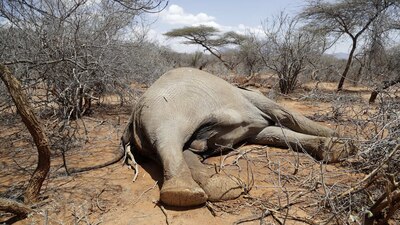 Solicitó un censo aéreo en varias zonas para determinar el daño real