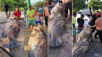 Pescadores capturan un cherna gigante de casi 300 kilos, en Paraíso, Tabasco
