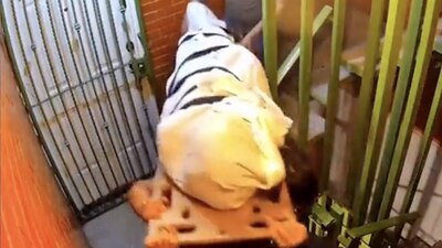 Fue bajado por un elemento de SSC