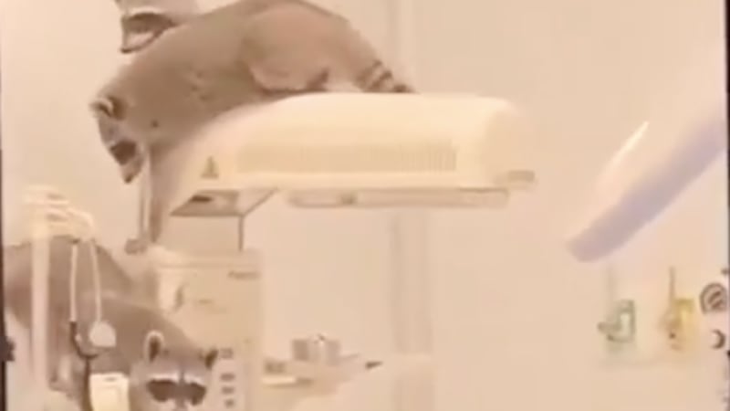 VIDEO: Captan a mapaches jugando en el quirófano del ISSSTE en Acapulco