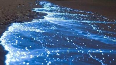 Puerto Márquez fue testigo del fenómeno de bioluminiscencia que se originó por la descontaminación del mar