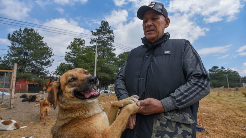 Marcas y capitalinos celebran el Día del Perro con regalos, paseos y opciones de adopción