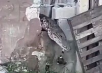 ¡Qué miedo! Cocodrilo se mete a una casa... se come a las mascotas y daña una tubería