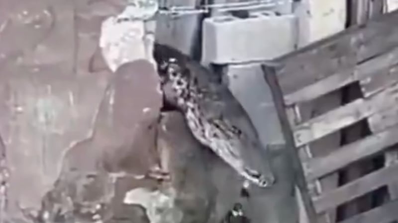 ¡Qué miedo! Cocodrilo se mete a una casa... se come a las mascotas y daña una tubería