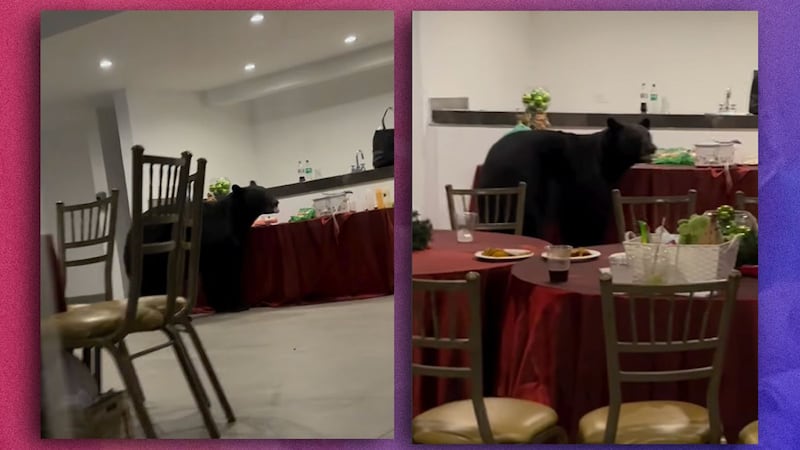 VIDEO: Oso irrumpe en posada navideña en Nuevo León y se come la mesa de postres