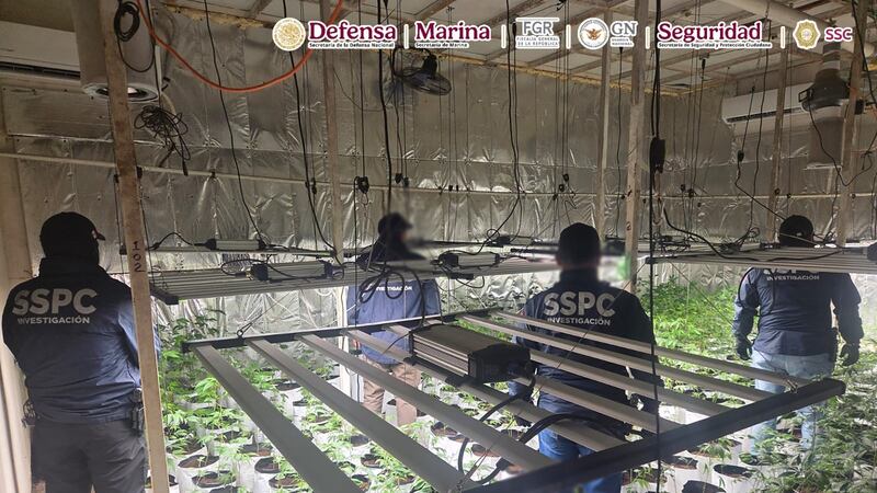 Detectan invernaderos de marihuana en 3 alcaldías de la CDMX; hay cuatro detenidos