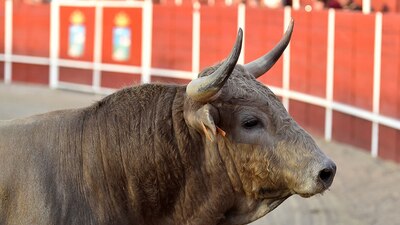Cada año se celebraban unas 40 fiestas en la plaza