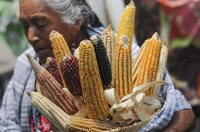 "No aceptaremos maíz transgénico para consumo humano", advierte AMLO
