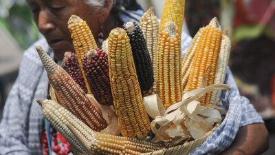 La Cofepris analizaría si el maíz amarillo es dañino para la salud, según informó AMLO