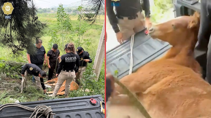 Brigada Animal y Bomberos resguardan a caballo atropellado y herido en Tláhuac
