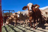 EU reabrirá su frontera al ganado mexicano tras casos de gusano barrenador