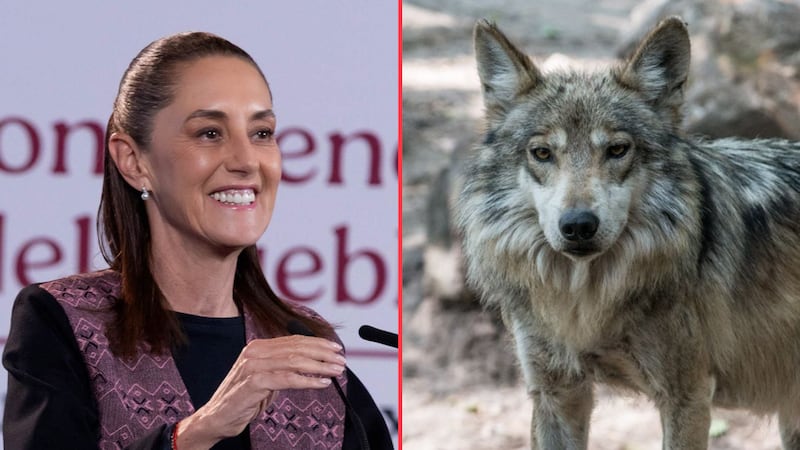 Sheinbaum responde a Trump y pide coordinación con EU para proteger al lobo mexicano
