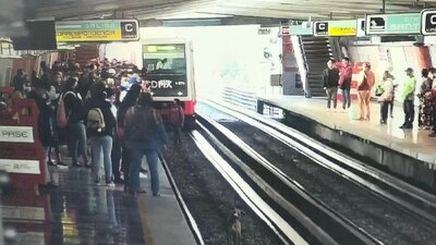 El transporte pidió a usuarios a no ingresar a las instalaciones con mascotas sin transportadora
