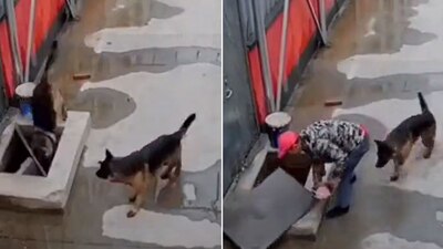 Tras caer su hermano, no dudó en buscar a un humano par salvarlo