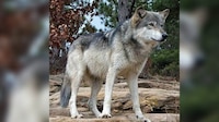 Trump firma orden para retirar protección al lobo gris mexicano