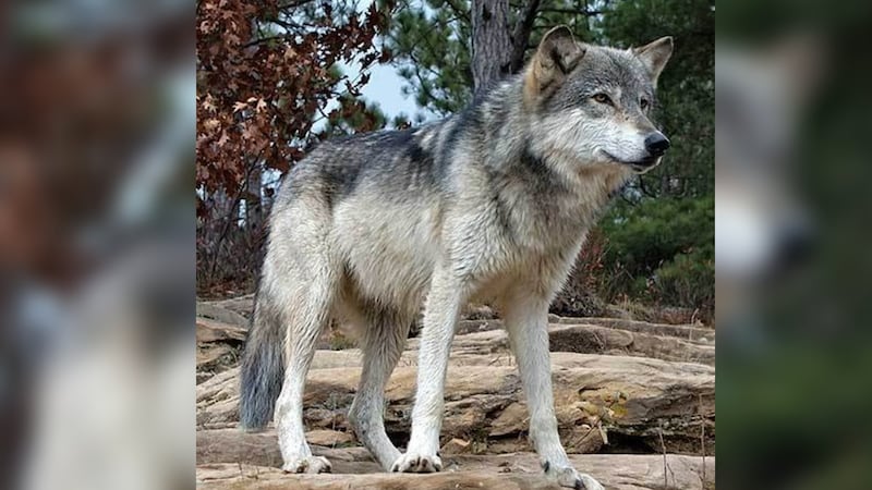 Trump firma orden para retirar protección al lobo gris mexicano