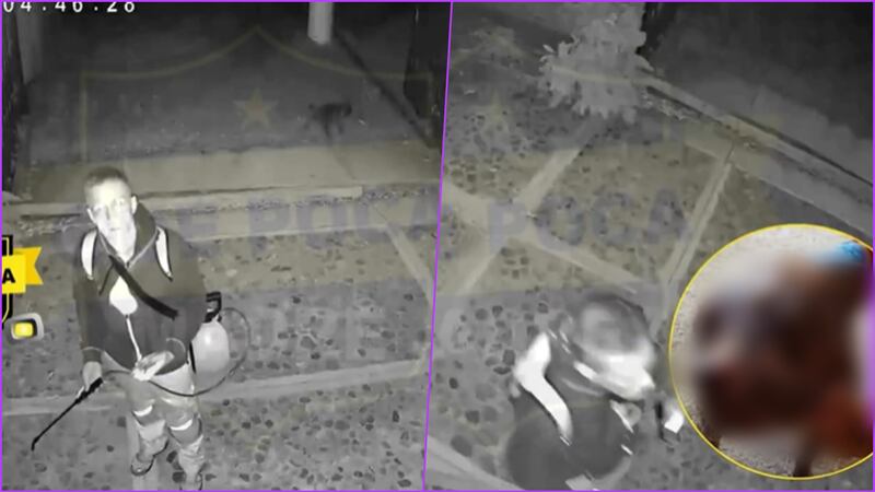 Indignación en Oaxaca: extranjero rocía ácido a animales dentro de una vivienda