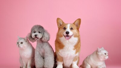 En la Ciudad de México los perros y gatos cuentan con derechos inscritos en la Constitución local