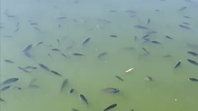 La Sedema ya trabaja para frenar este fenómeno